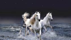 Cavalos Branco Praia