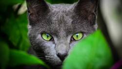 Gato Olhando Olhos Verdes