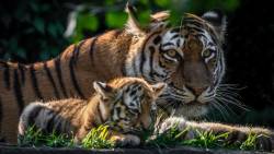 Tigre E Seu Filhote