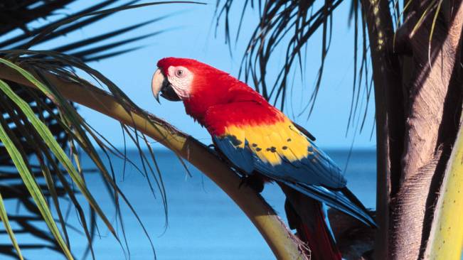 Arara No Coqueiro