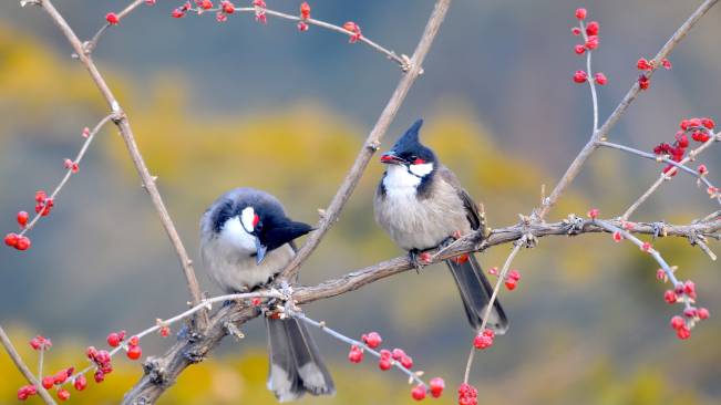 Birds Tree Wide