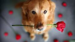 Cachorro Flor Boca