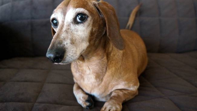 Cachorro Olhando Sofa
