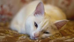 Cat Looking Sleepy Wide