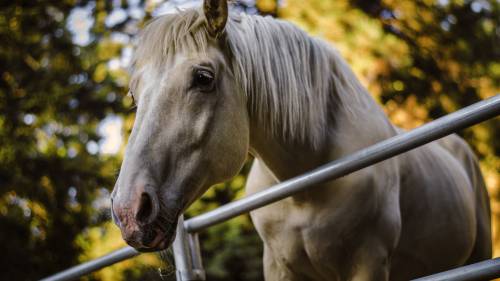 Cavalo No Cocho