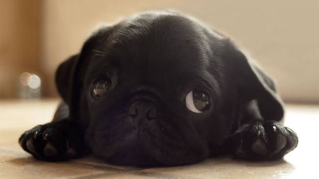 Dog Looking 4 HD