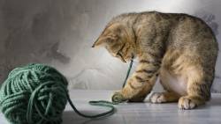 Filhote de Gato Brincado com bola de crochê