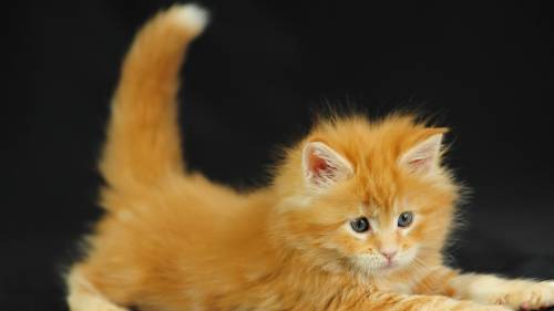 Filhote de gato brincado