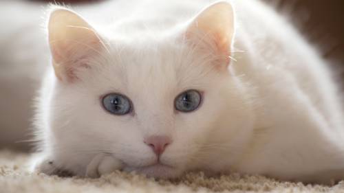 Gato Branco Olhando