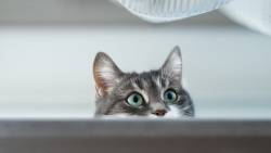 Gato Curioso