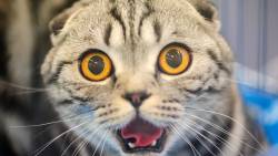 Gato Espantado Com Olhos Abertos