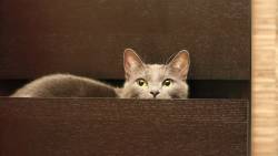 Gato Na Gaveta Olhando
