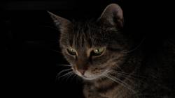 Gato Olhando Escuro
