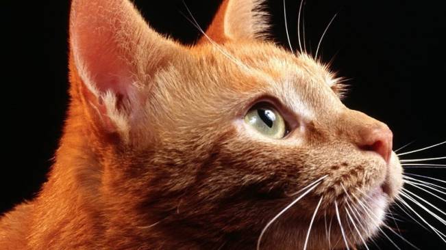 Gato Olhando Fixamente