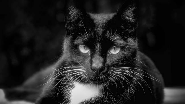 Gato Preto E Branco