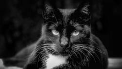 Gato Preto E Branco