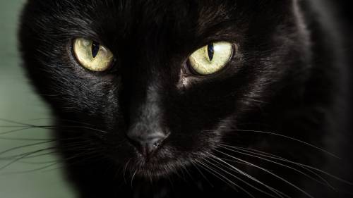 Gato Preto Olhando