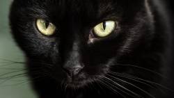 Gato Preto Olhando