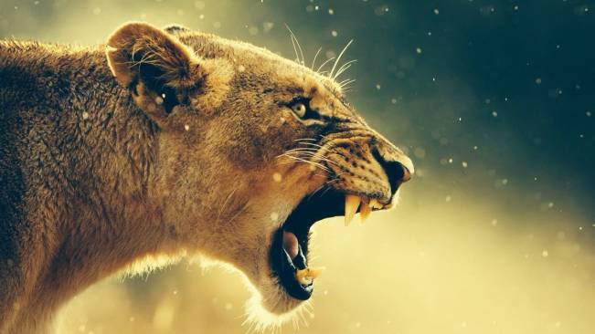Lion Wide