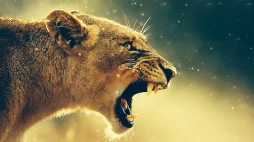 Lion Wide