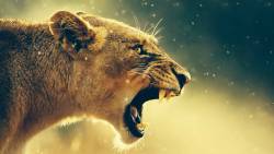 Lion Wide