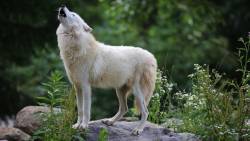 Lobo Branco