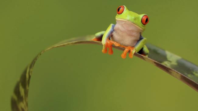Perereca Folha
