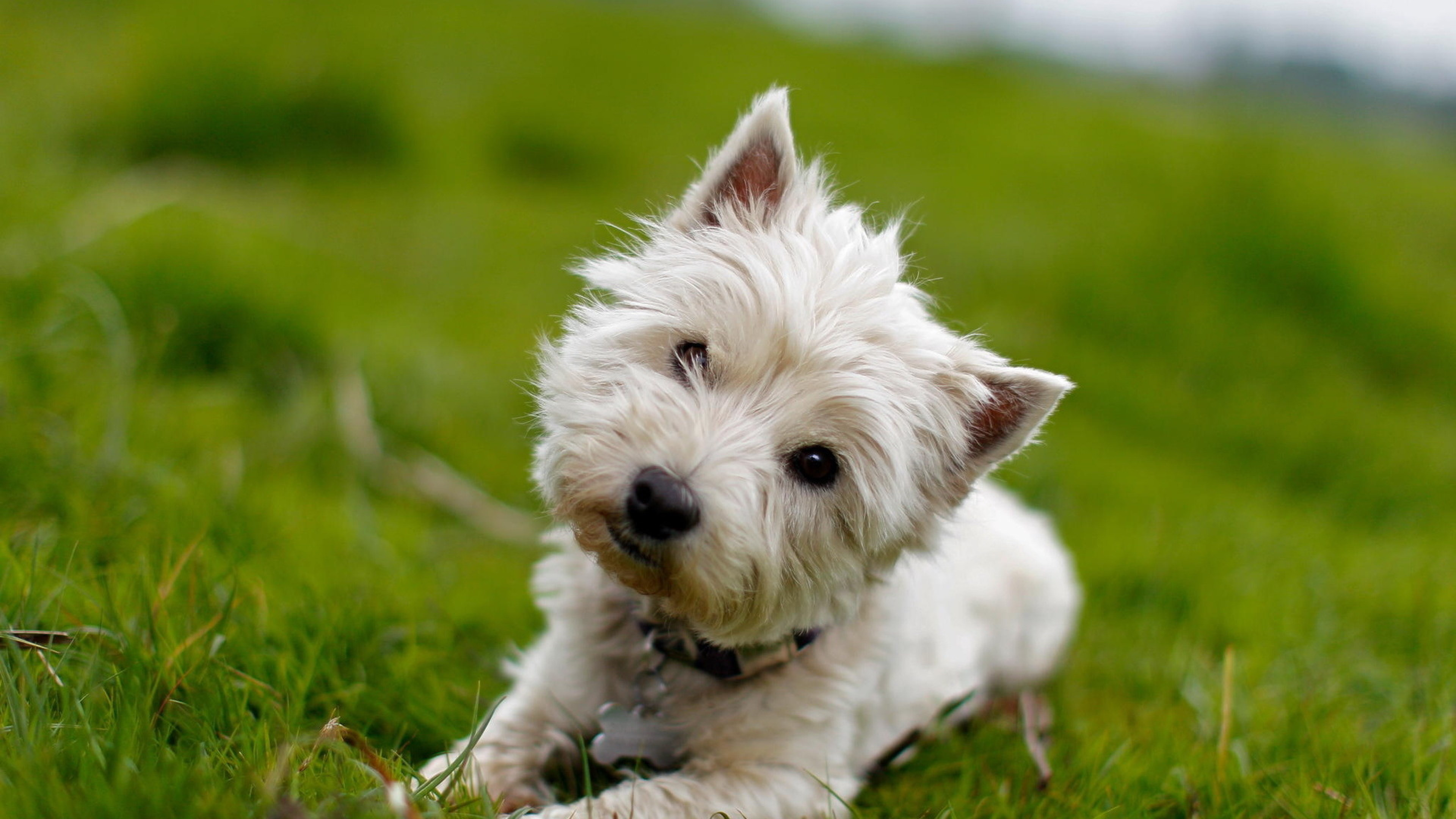 Dog Looking 7 HD Resolu o 3840x2160 Wallpaper Atomic Papers Dog Looking 7 HD Resolu o 3840x2160 Wallpaper Atomic Papers