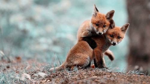 2 Filhotes Lobo