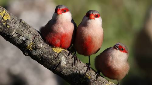 3 Passarinhos na Arvore