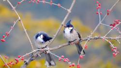 Birds Tree Wide