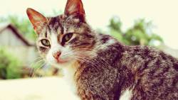 Cat Wide