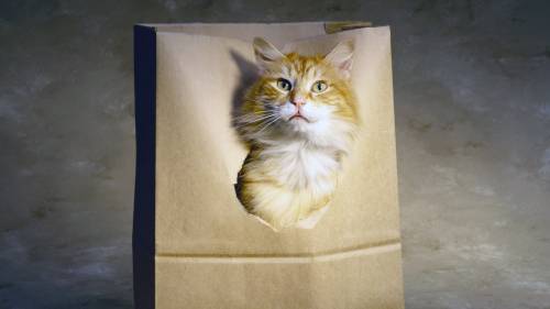 Cat Looking 11 Normal