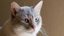 Cat Looking 5 Wide