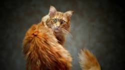 Cat Looking 7 Wide
