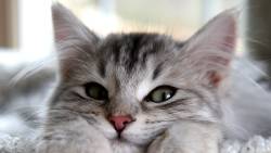 Cat Looking 8 Normal