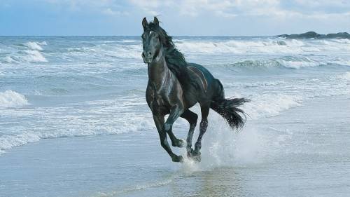 Cavalo Correndo na Praia