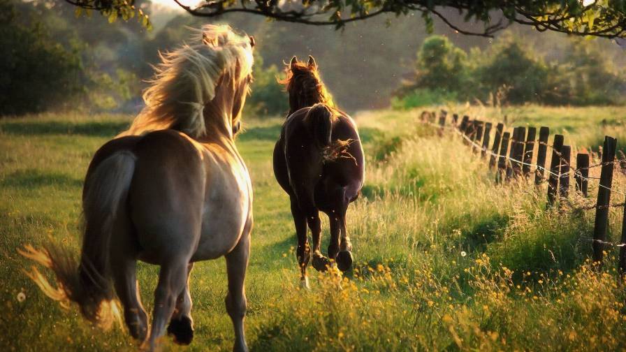 Cavalos Correndo Campo