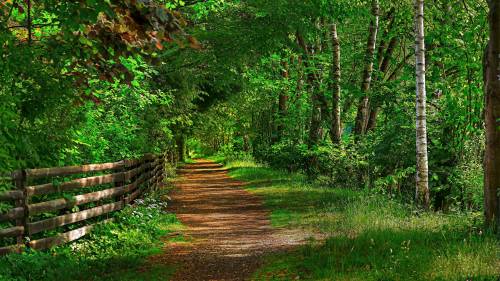 Estrada De Terra Arborizada