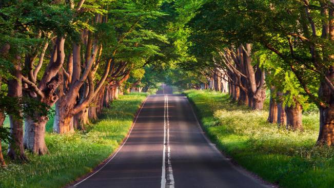 Estrada Floresta