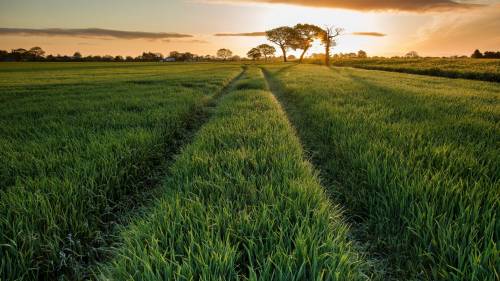 Estrada Grama Pôr Do Sol