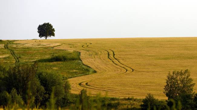 Farm Tree Wide