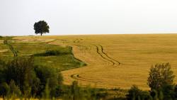 Farm Tree Wide