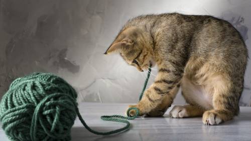 Filhote de Gato Brincado com bola de crochê