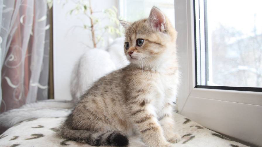 Filhote de gato pela janela