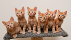 Gatinhos Curiosos