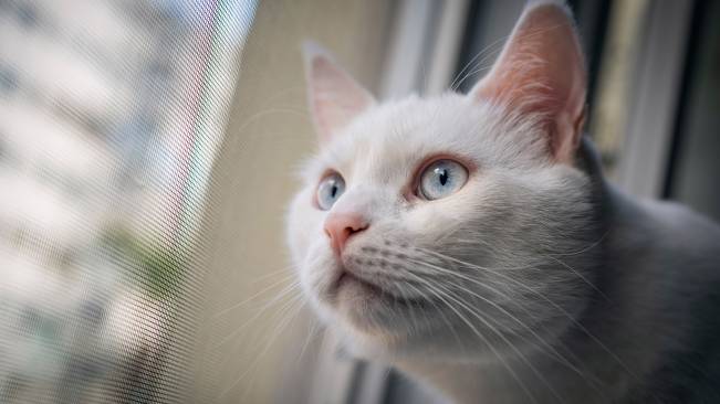 Gato Branco Olhando Pela Janela