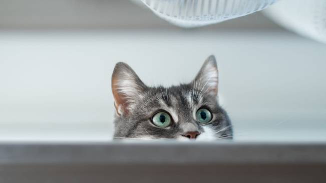 Gato Curioso