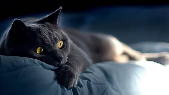 Gato Deitado na Cama