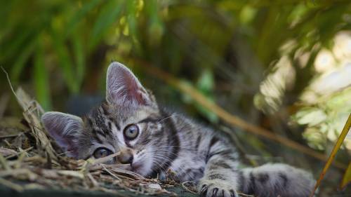 Gato Deitado Olhando